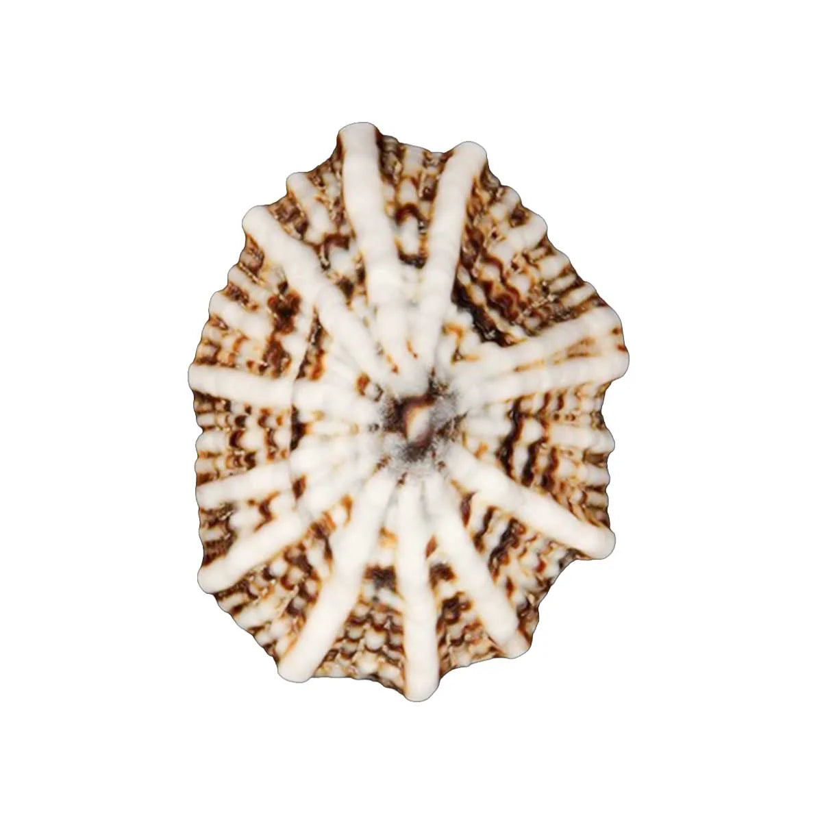 Opihi Shell 18-22mm