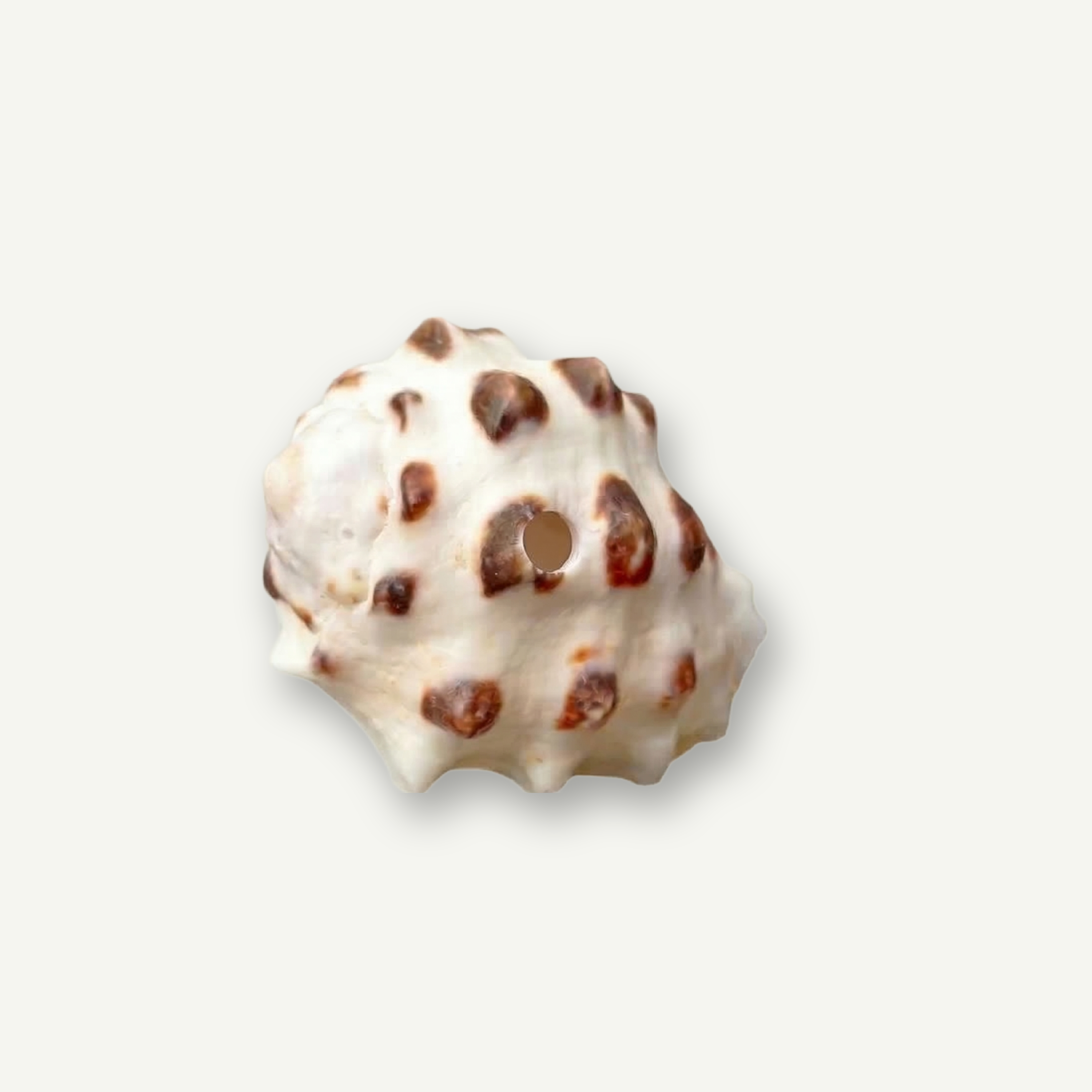Purple Drupe Shell 26-30 mm