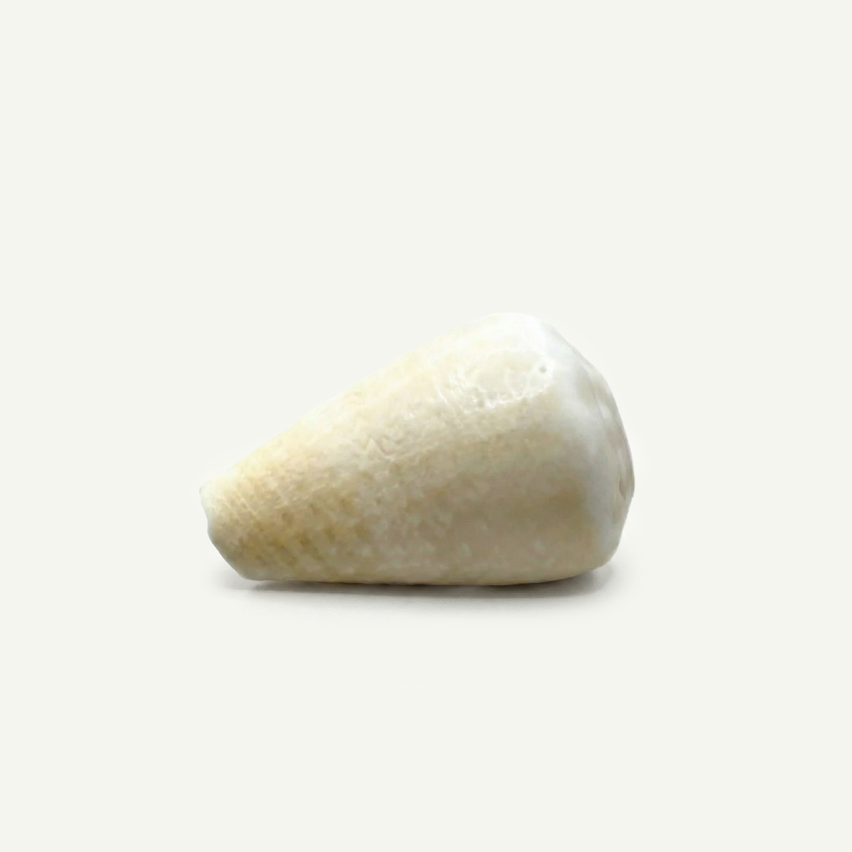 Faded Cone Shell 16-25 mm