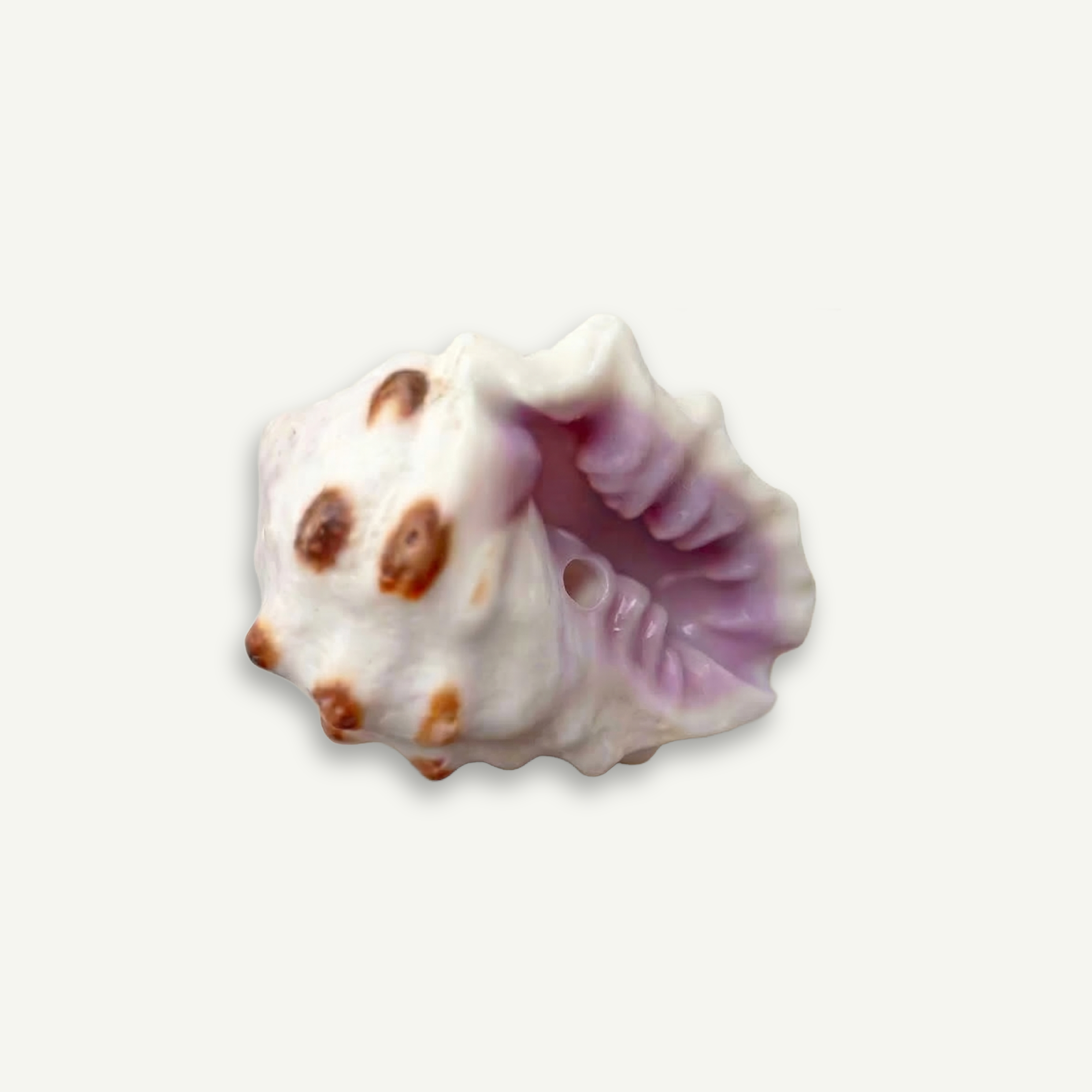 Purple Drupe Shell 26-30 mm