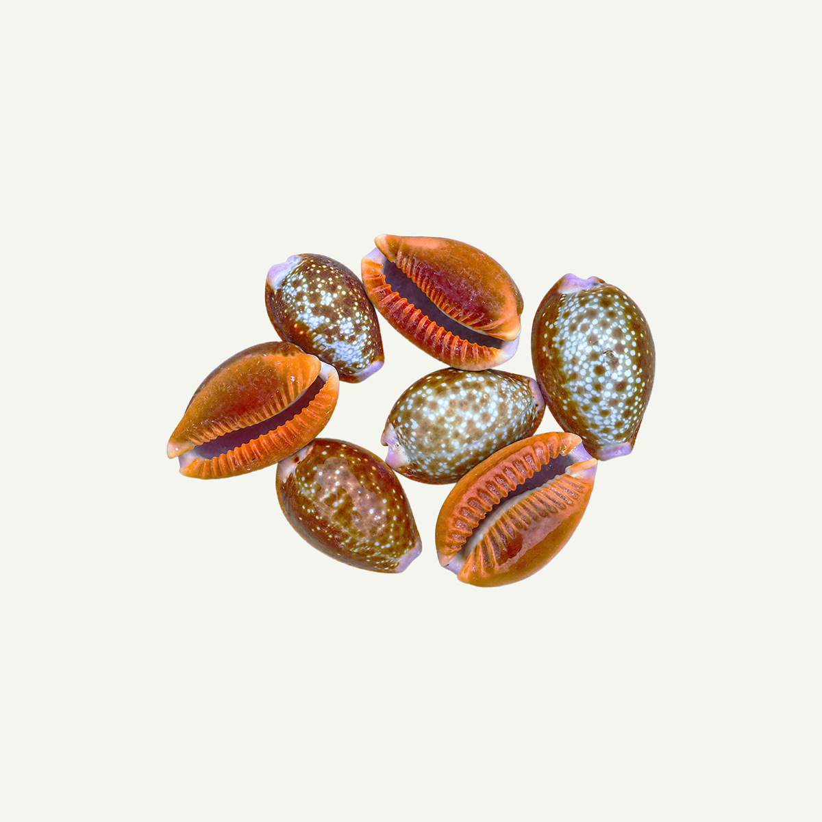 Honey Cowrie Shell 16-30 mm