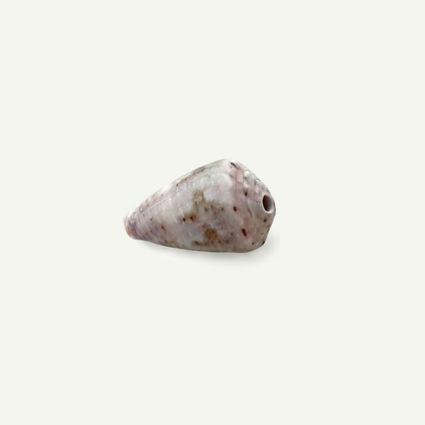 Ringed Cone Shell 18-25 mm