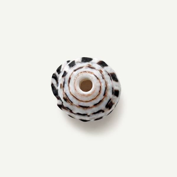 Hebrew Puka Shell 15-20mm