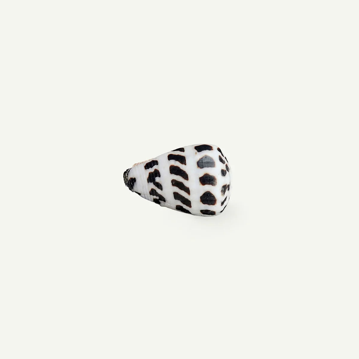 Hebrew Cone Shell 18-25 mm