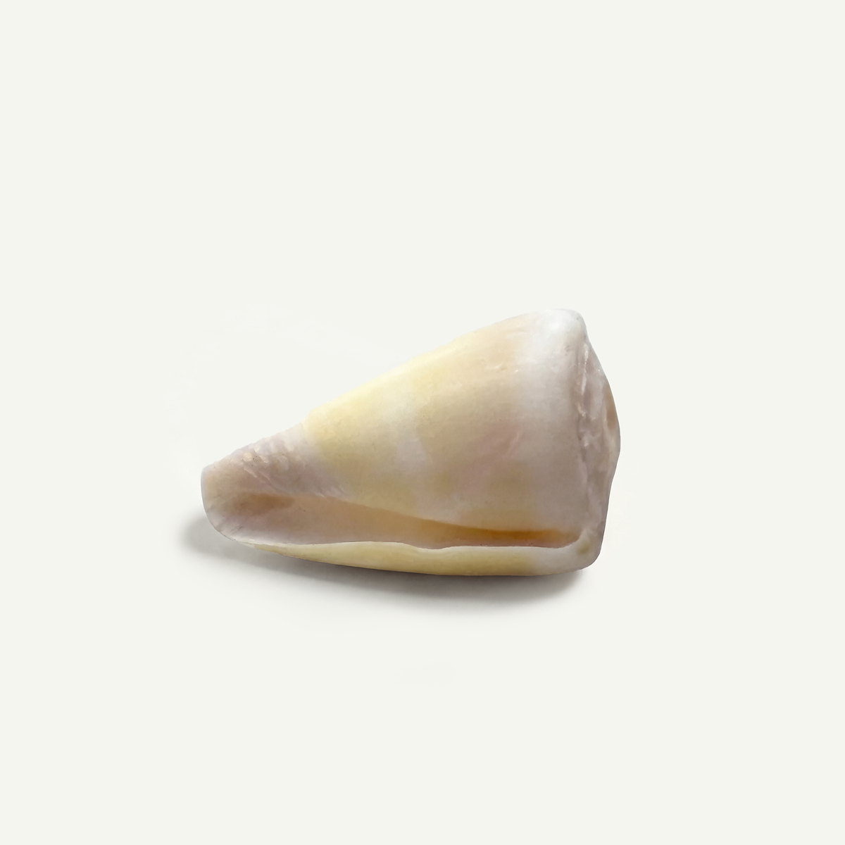 Common Faded Cone Shell 18-25 mm