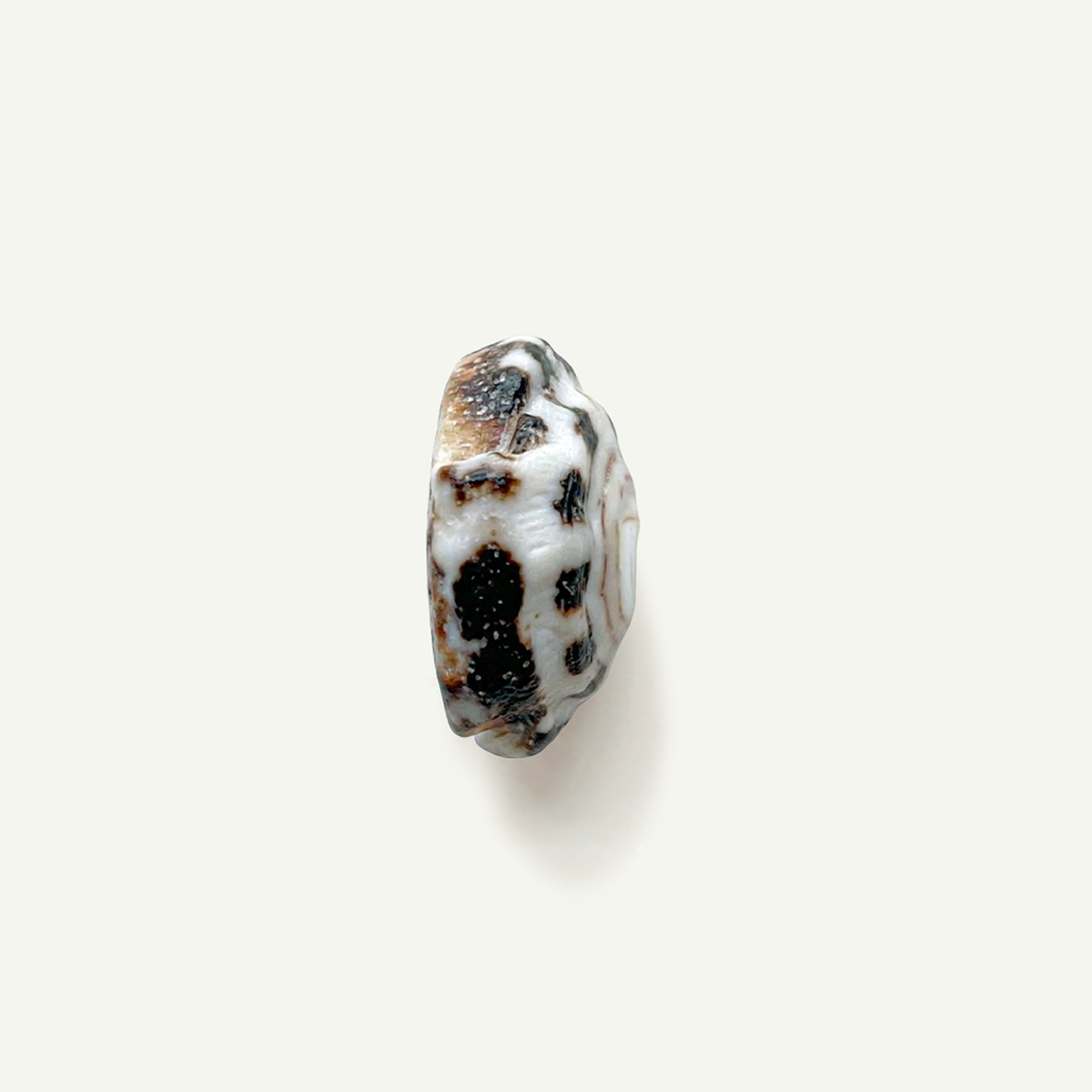 Hebrew Puka Shell 15-20mm