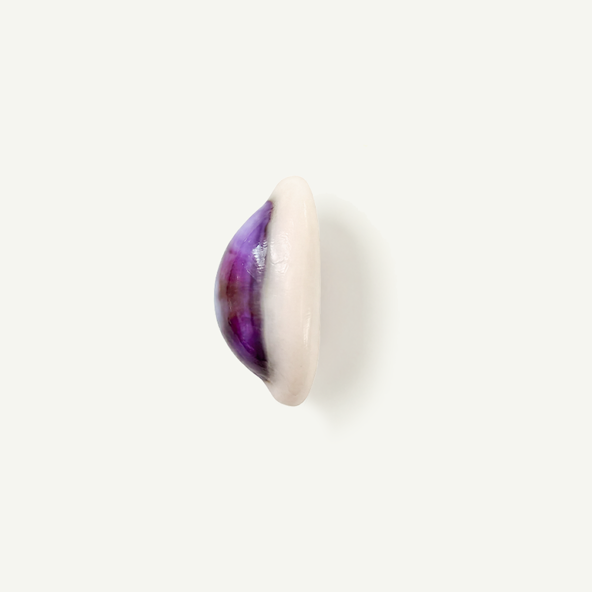 Money Cowrie Shell 16-30 mm