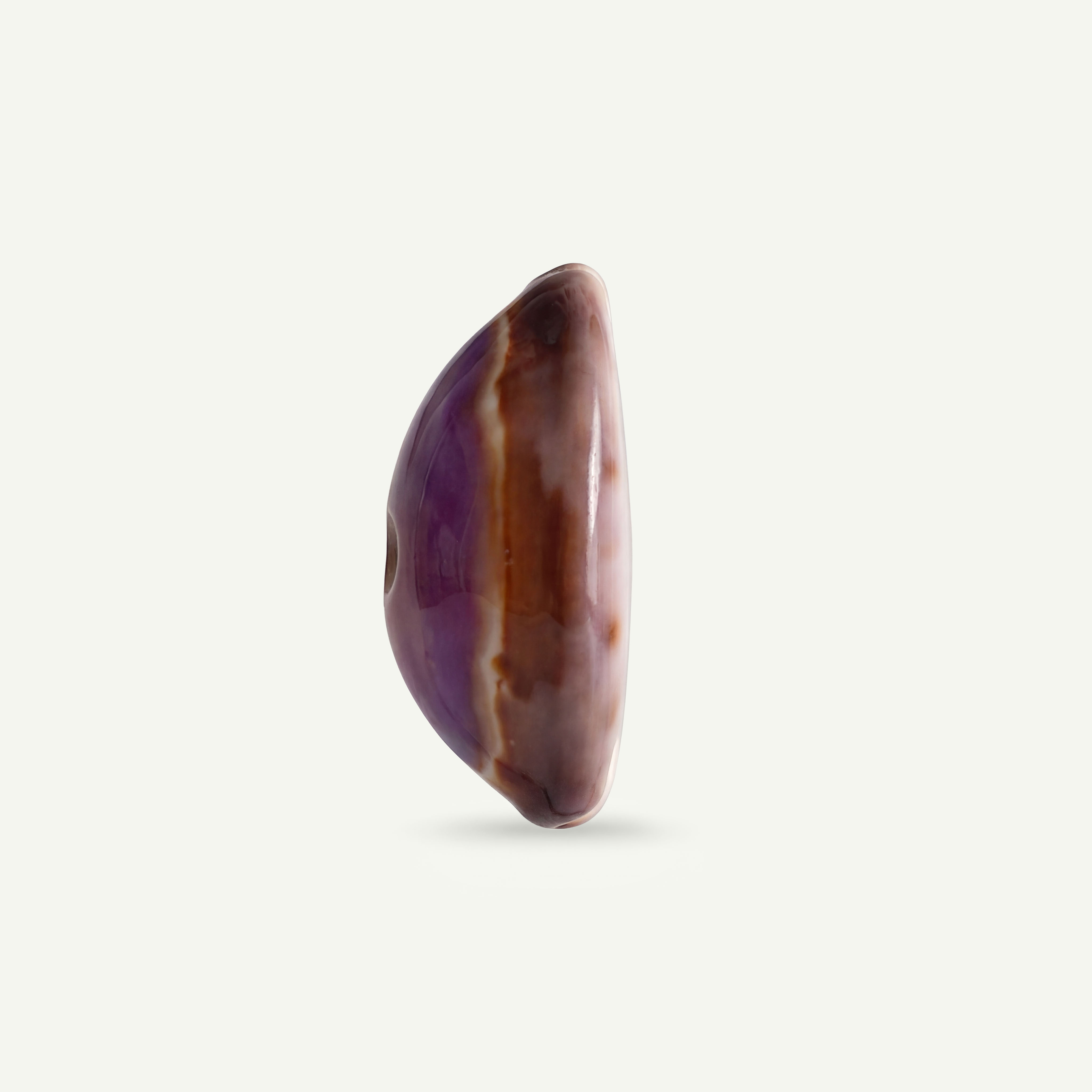 Purple Snakehead Cowrie Shell 25-35mm