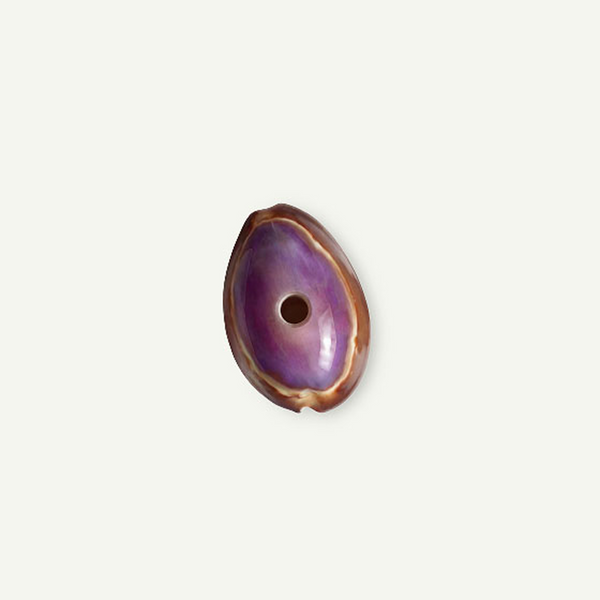 Purple Snakehead Cowrie Shell 25-35mm