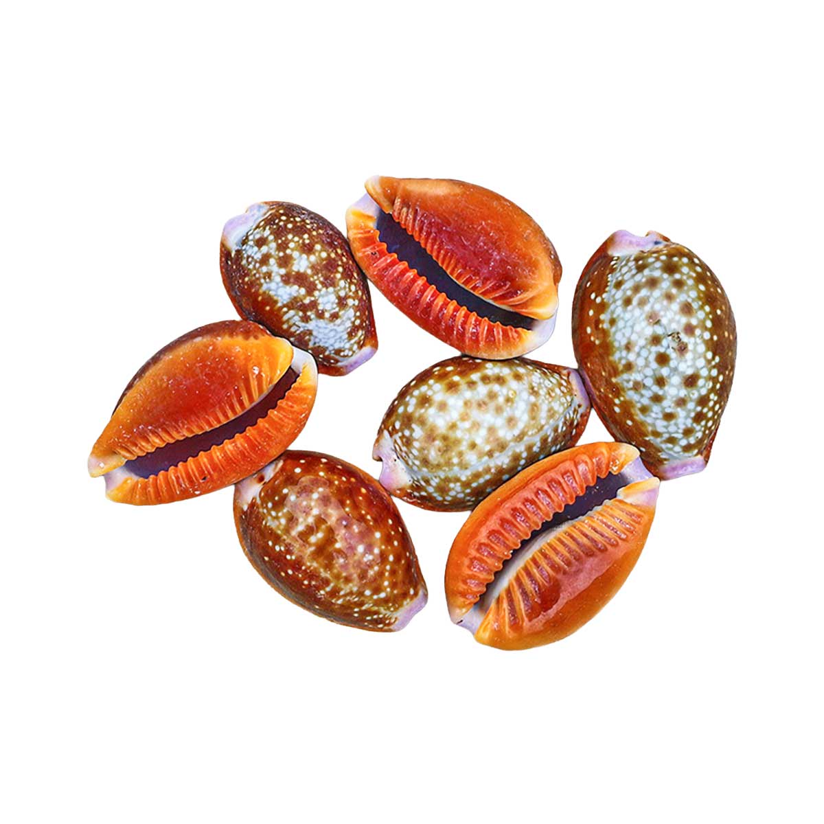 Honey Cowrie Shell 16-30 mm