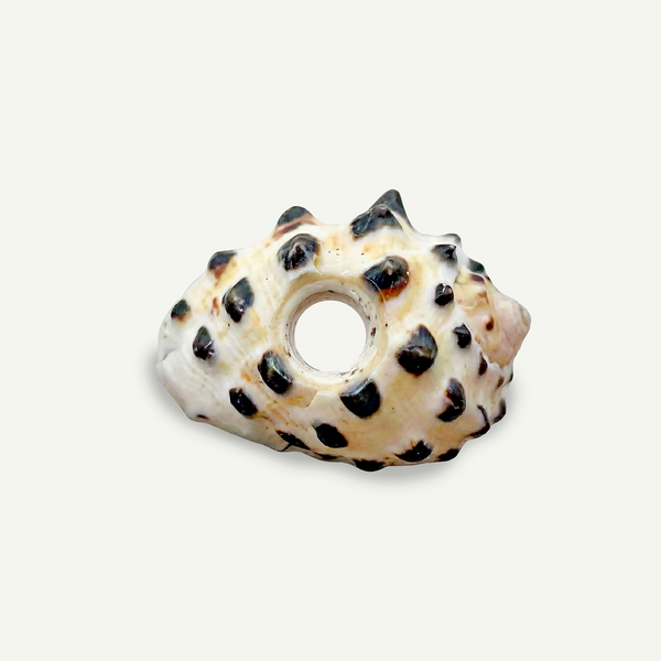 Drupe Shell Beads 15-22 mm