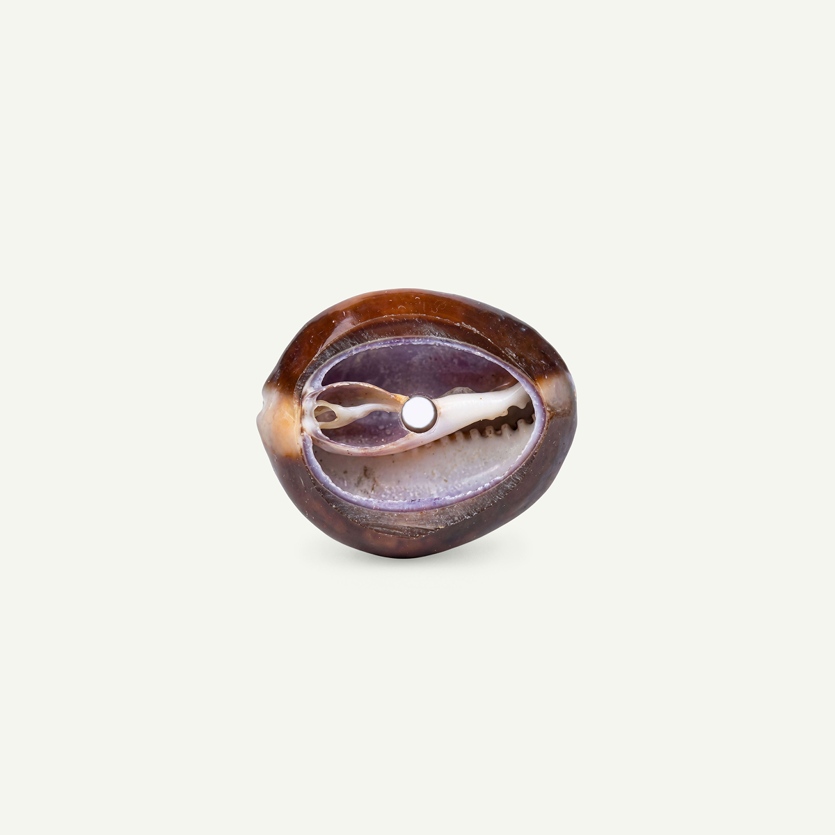 Half Cowrie Shell 25-35mm