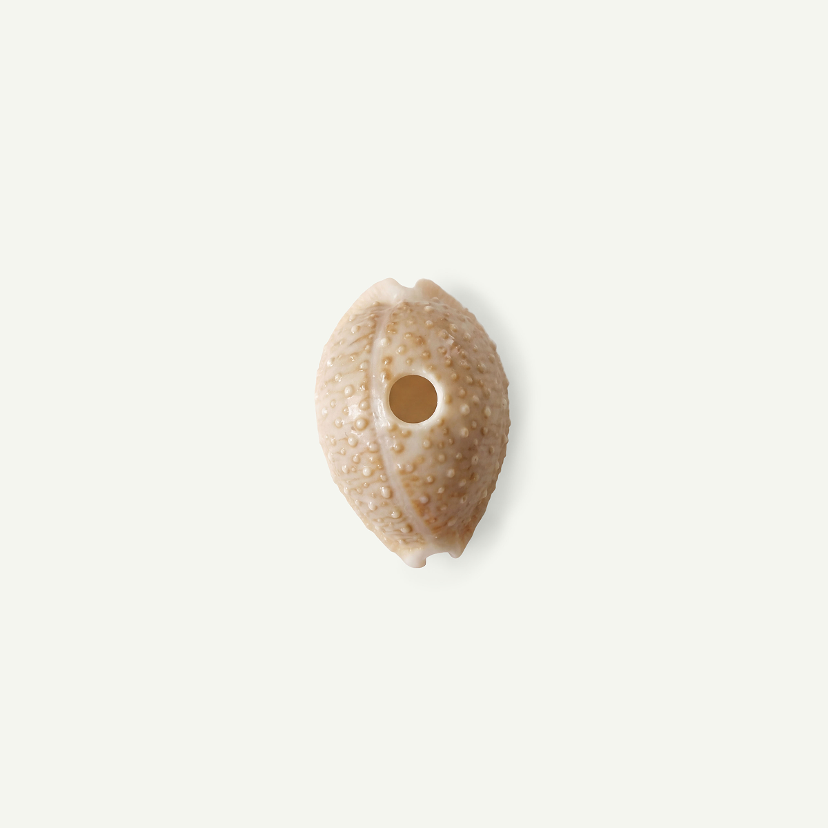 Granulated Cowrie Shell 15-18 mm