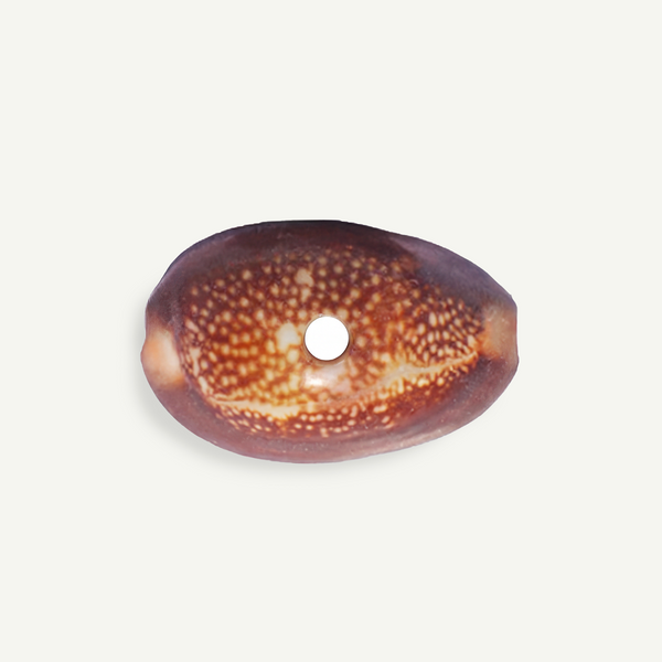 Brown Snakehead Cowrie Shell 25-35mm