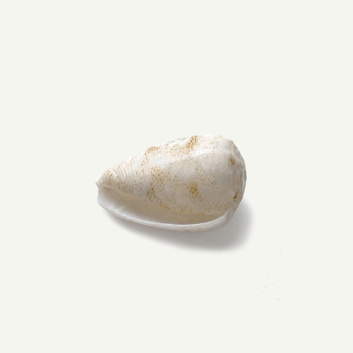 Sand Dusted Cone Shell 18-25 mm