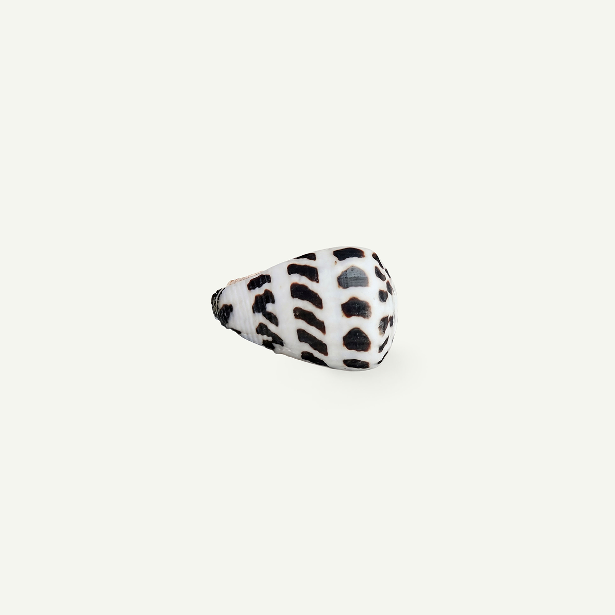 Hebrew Cone Shell 18-25 mm