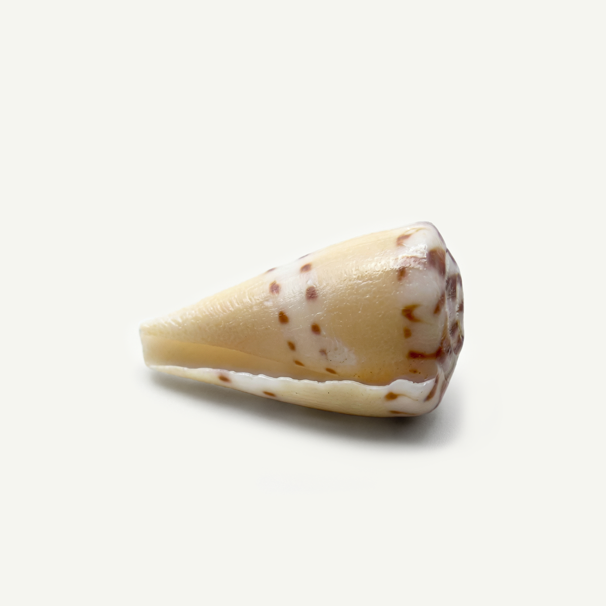 Captain Cone Shell 18-25 mm