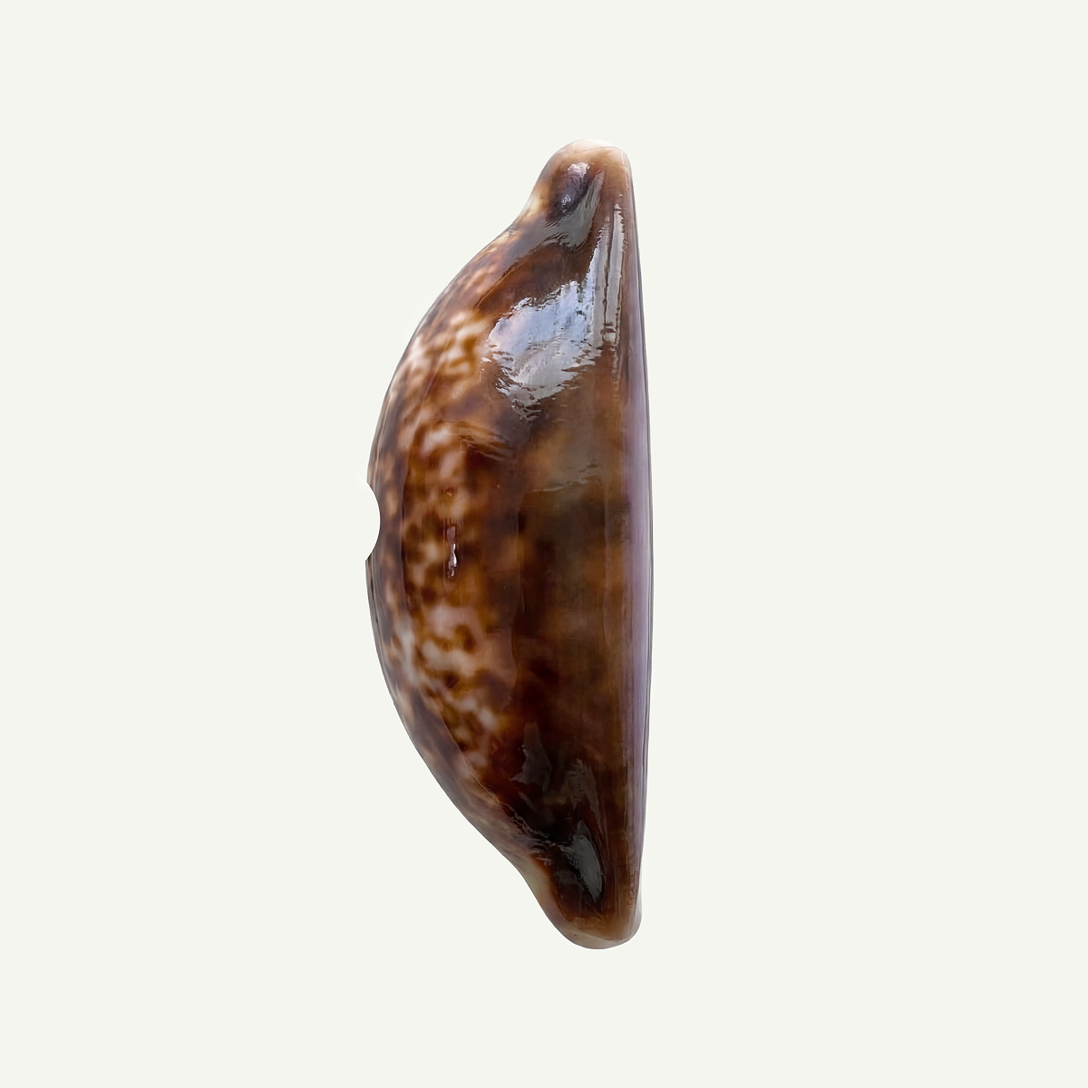 Brown Snakehead Cowrie Shell 25-35mm