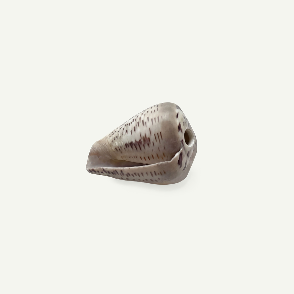 Glaucous Cone Shell 18-25 mm