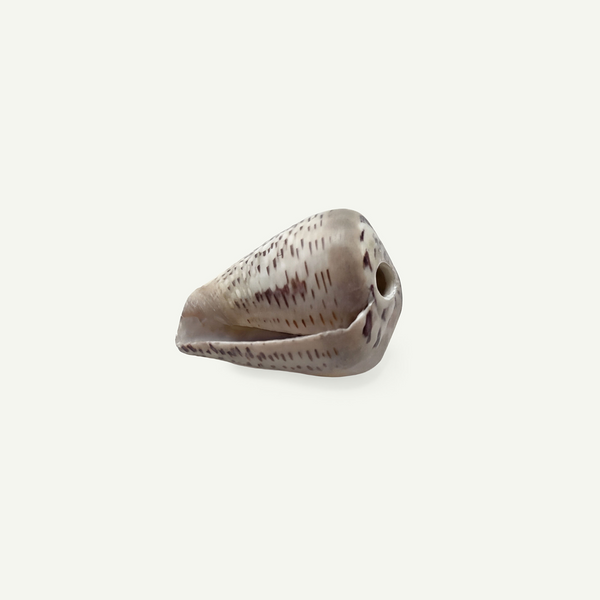 Glaucous Cone Shell 18-25 mm