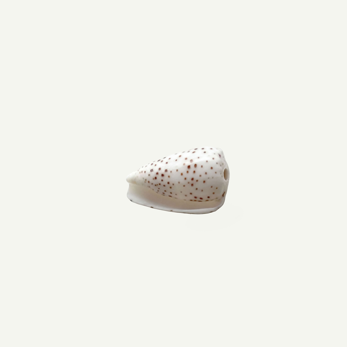 Flea Cone Shell 18-25 mm
