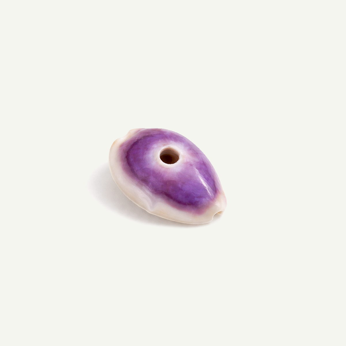 Money Cowrie Shell 16-30 mm