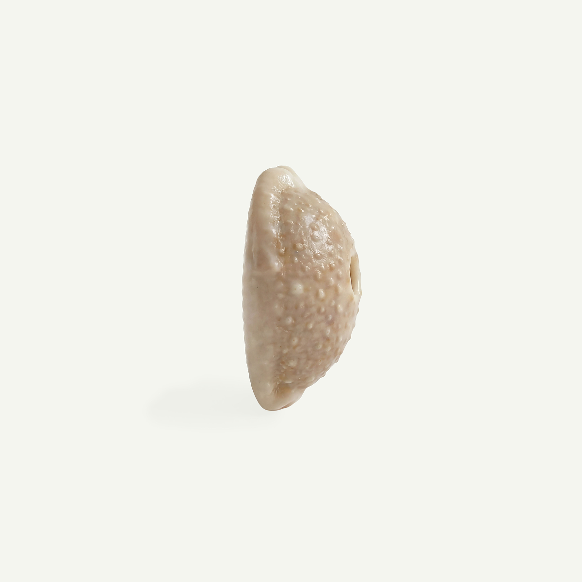 Granulated Cowrie Shell 15-18 mm