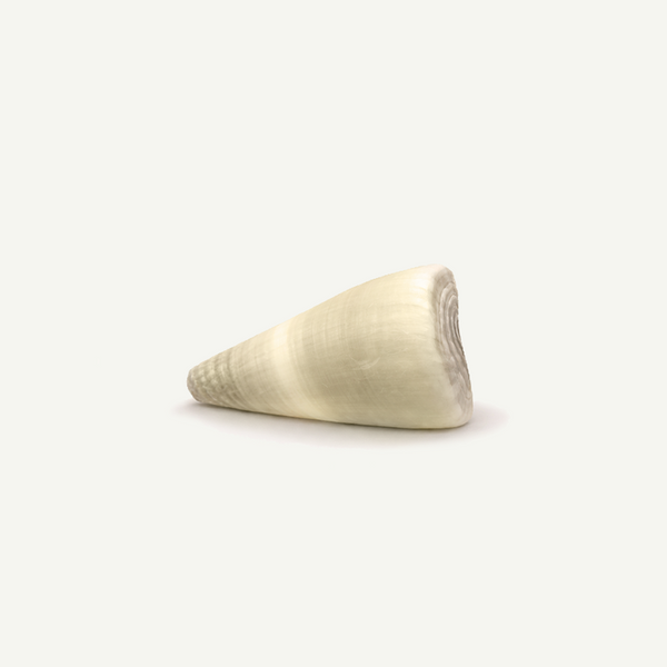 Olive Cone Shell 18-25 mm