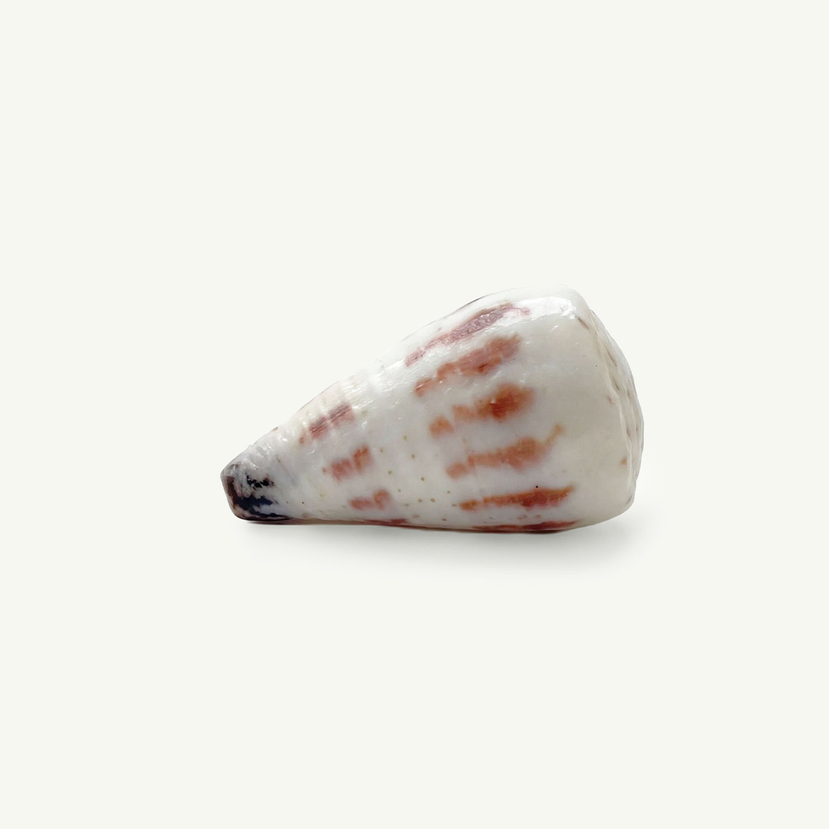 Striated Cone Shell 15-22 mm
