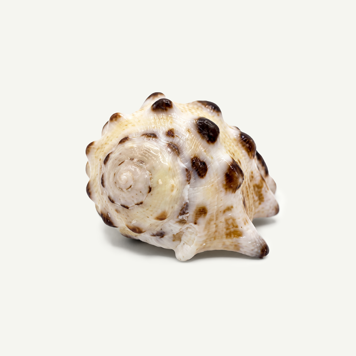 Drupe Shell Beads 15-22 mm