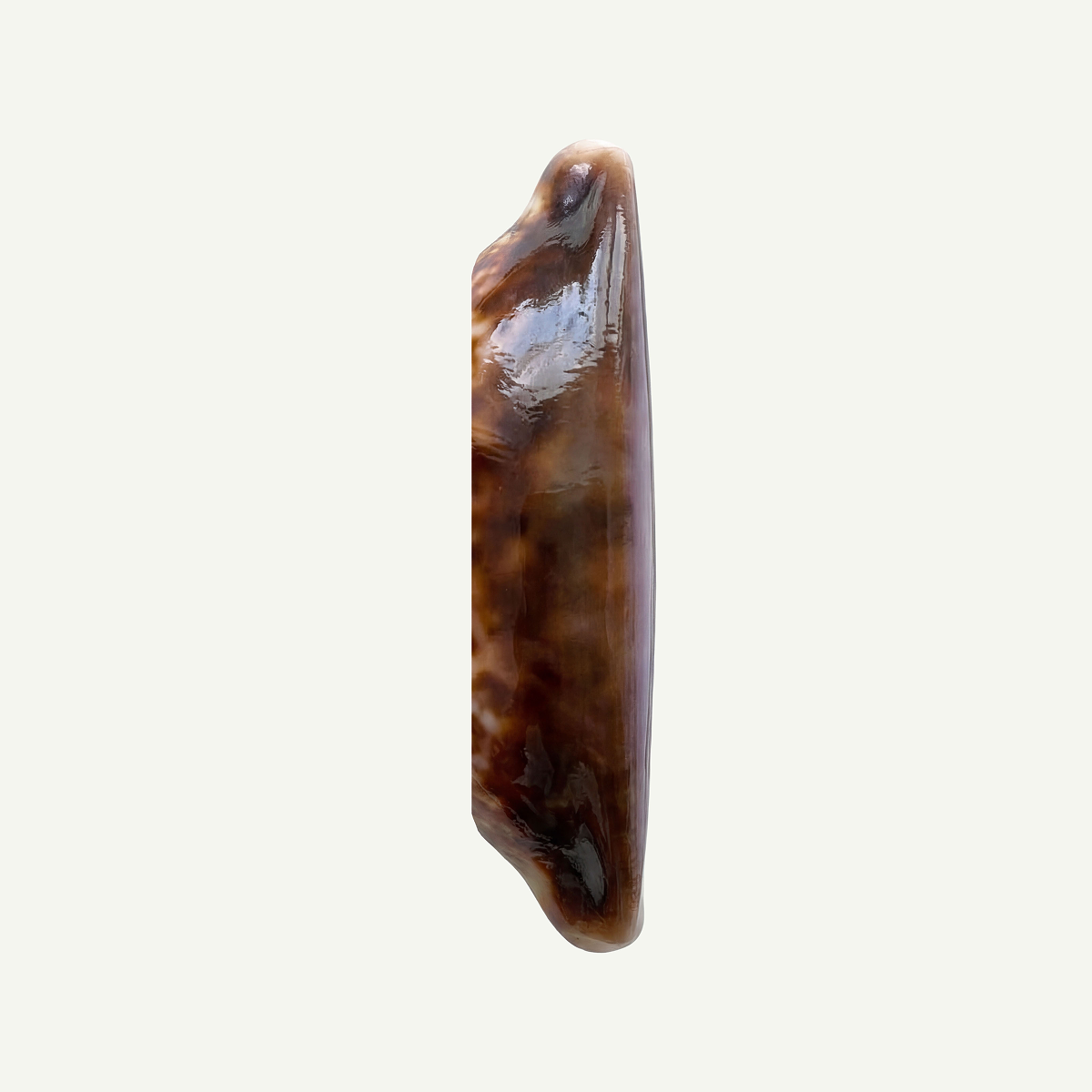 Half Cowrie Shell 25-35mm